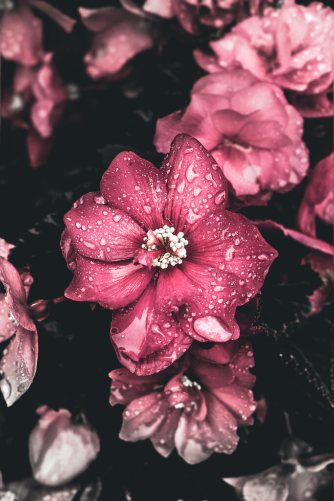 Vibrant Pink Flower Wallpaper with Dewdrops on Dark Background