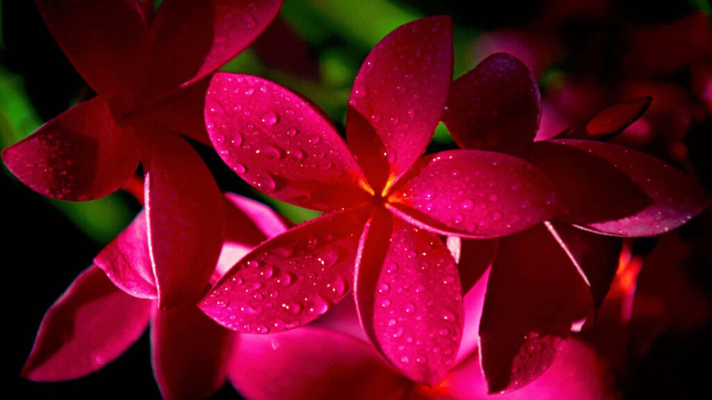 Close-Up Pink Flowers with Dewdrops on Dark Background Wallpaper