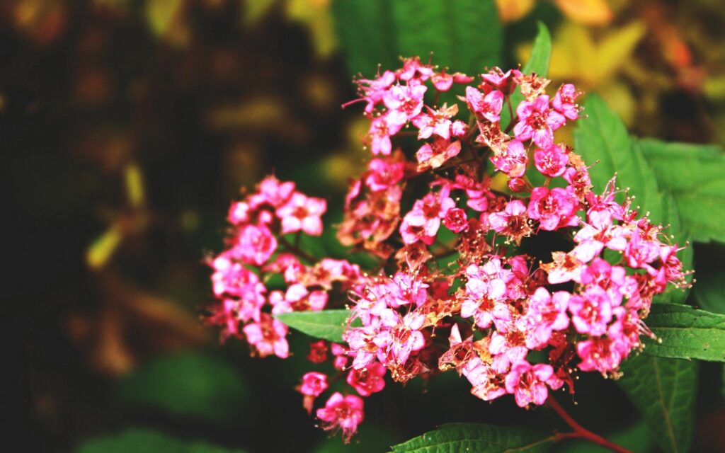 Vibrant Pink Flower Wallpaper: Refreshing Nature Background