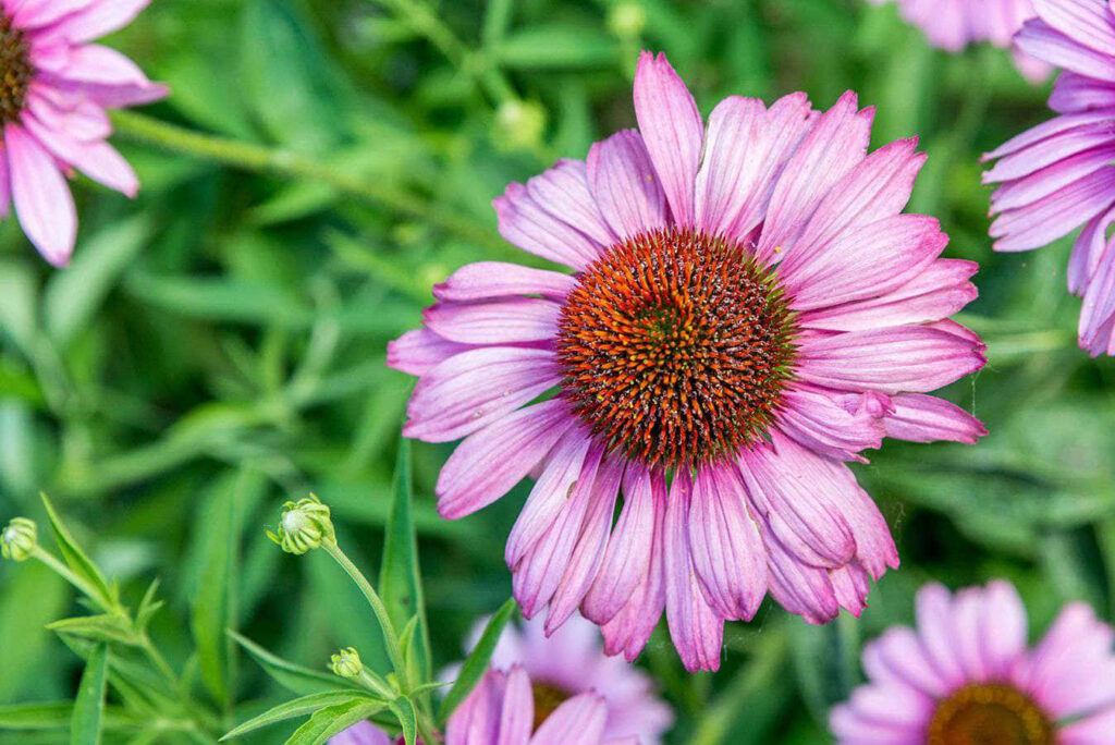 Vibrant Pink Flower Wallpaper with Lush Green Background