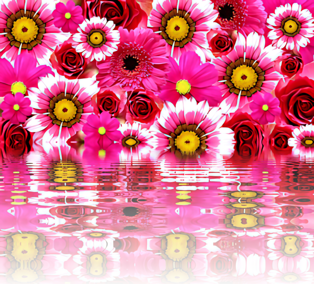 Vibrant Pink Flower Wallpaper with Reflection Effect Background