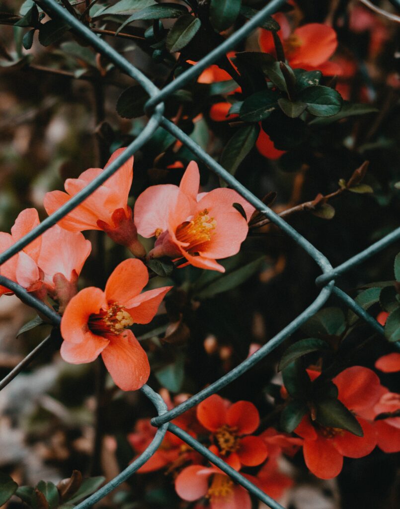 Vibrant Pink Flowers Against Rustic Mesh Fence - Nature & Metal Contrast Wallpaper