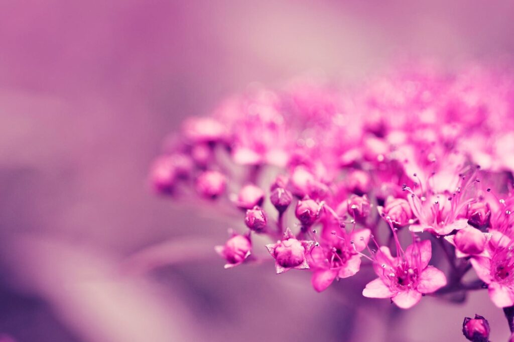 Vibrant Pink Flower Wallpaper with Soft Blurred Background