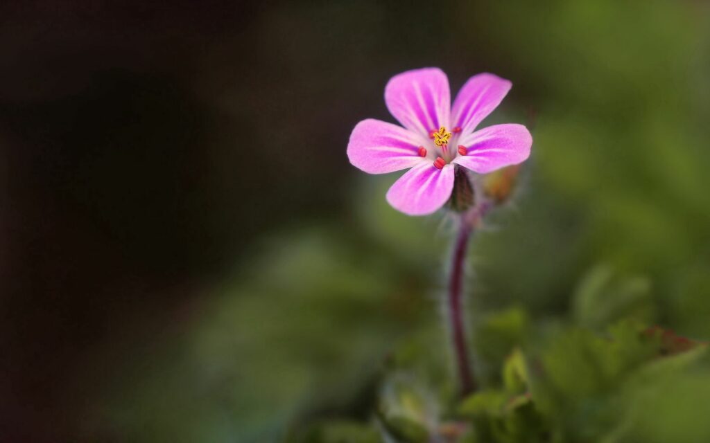 Vibrant Pink Flower Wallpaper: Bright Petals on Soft Green Background