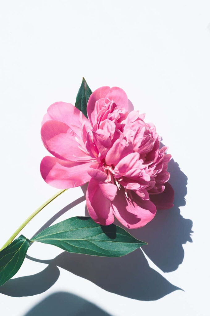 Elegant Pink Flower on Light Background with Fresh Green Leaves Wallpaper