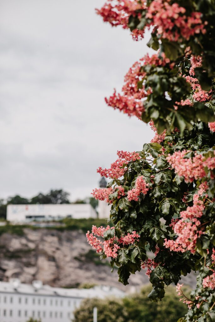 Vibrant Pink Flowers Against Urban Landscape: Blooming Beauty Wallpaper