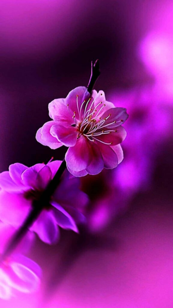 Vibrant Close-Up Pink Flower iPhone Wallpaper with Purple Background