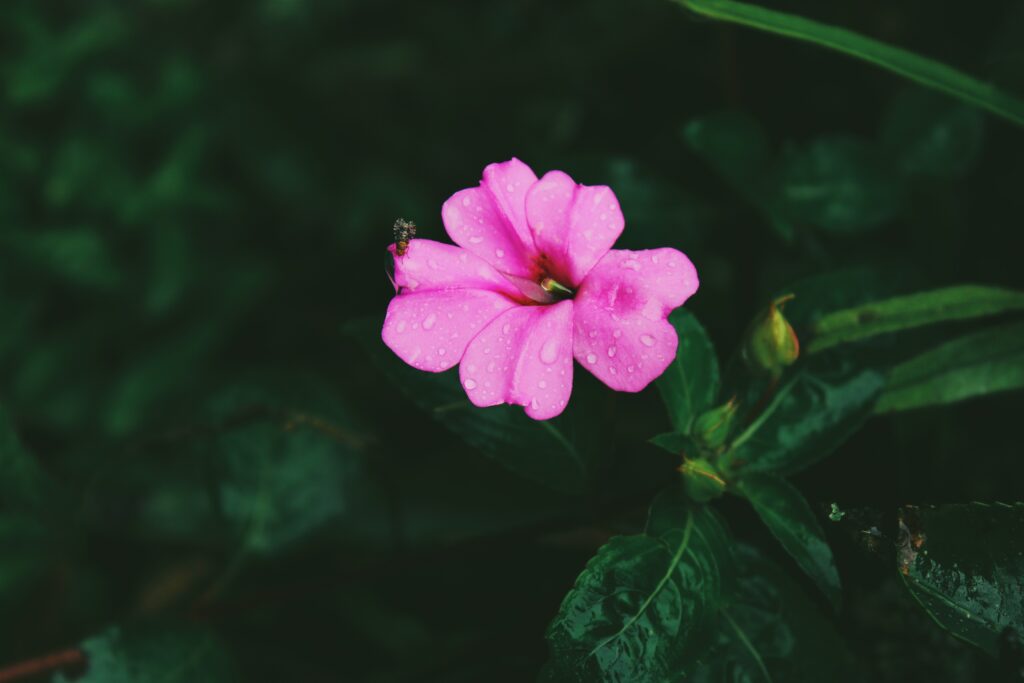 Vibrant Pink Flower with Dew Drops - Nature Wallpaper Background