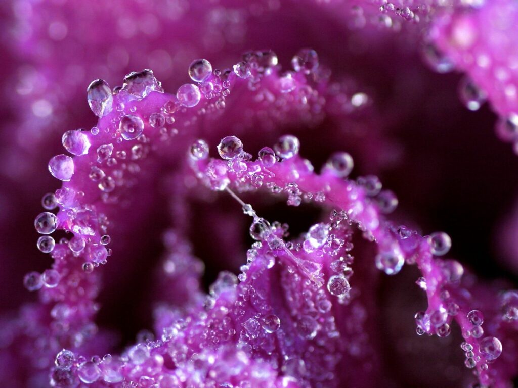 Close-Up of Vibrant Pink Flower with Dew - Stunning Wallpaper