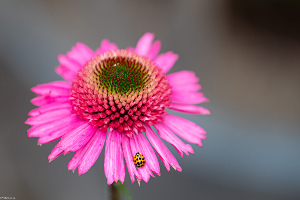Vibrant Pink Flower Macro with Ladybug - Stunning Wallpaper Background