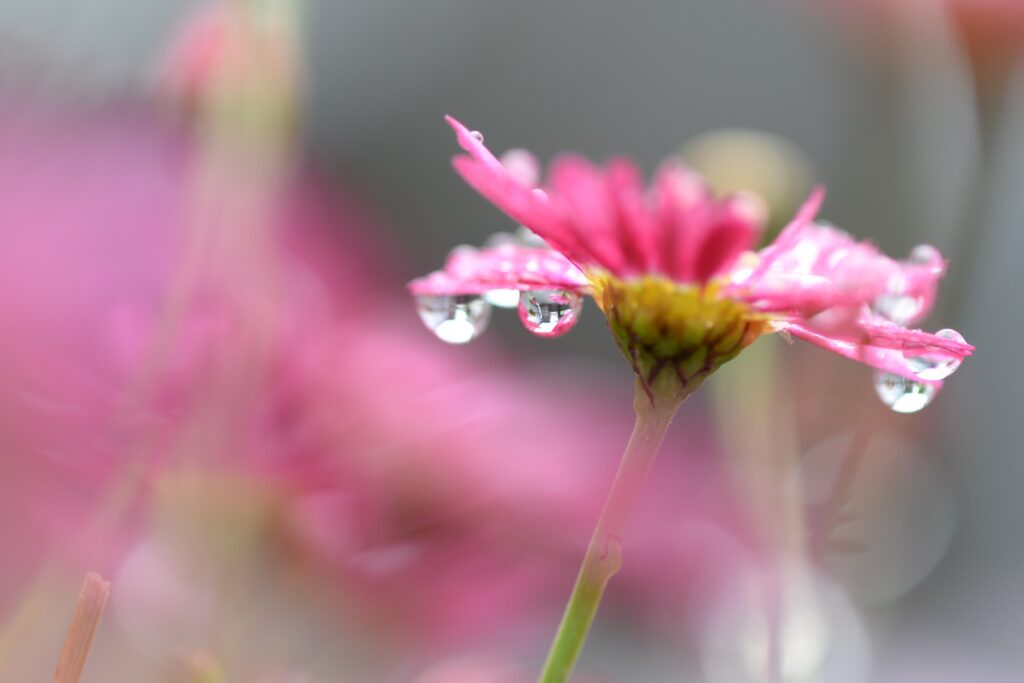 Vibrant Pink Flower with Water Droplets: Soft Focus Wallpaper Background
