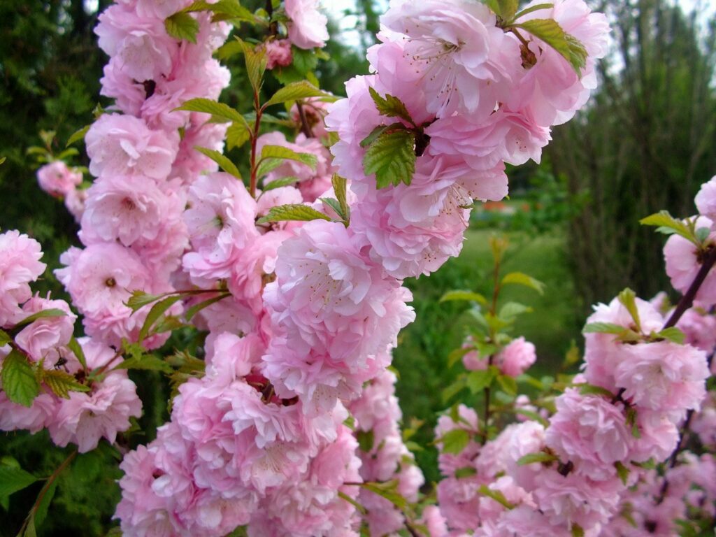 Springtime Pink Flowering Shrubs Wallpaper - Bright & Cheerful Background