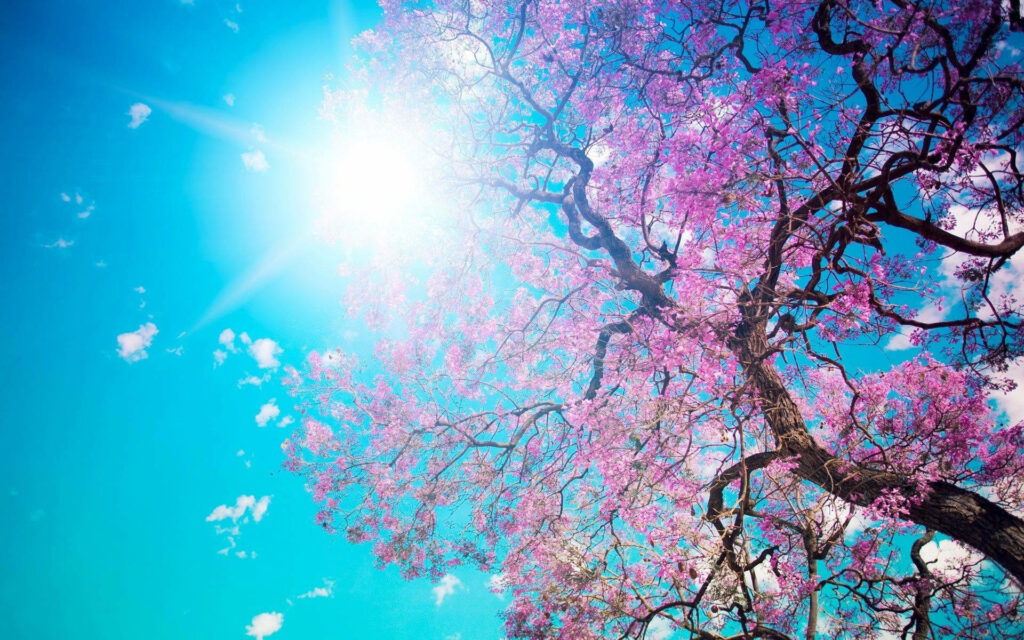 Stunning Pink Blossom Tree Wallpaper Against Blue Spring Sky