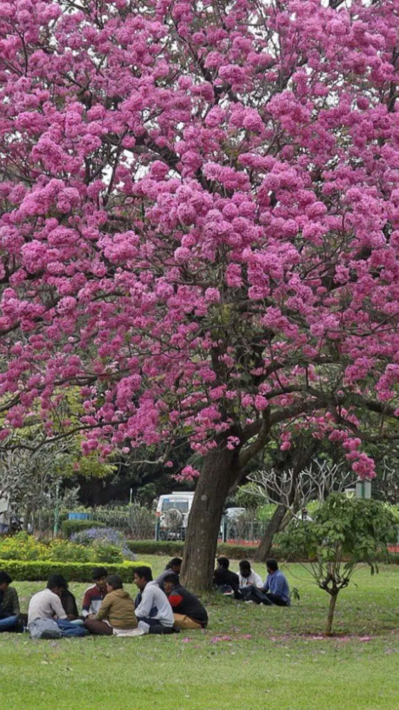 Vibrant Pink Blossom Tree: Serene Scene with People on Grass Wallpaper