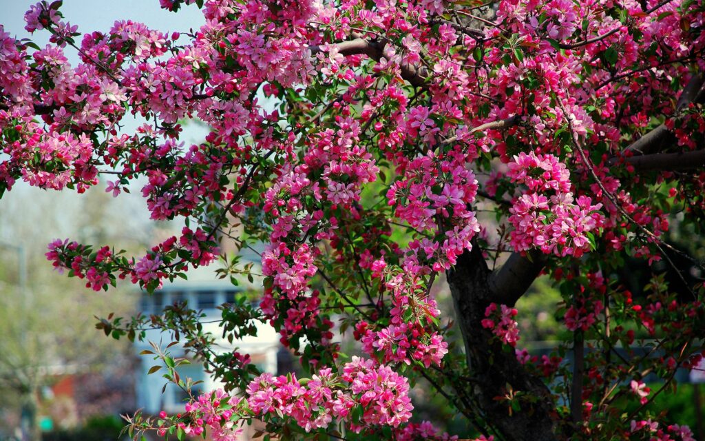 Vibrant pink flowering tree with green leaves and blue sky background spring wallpaper background