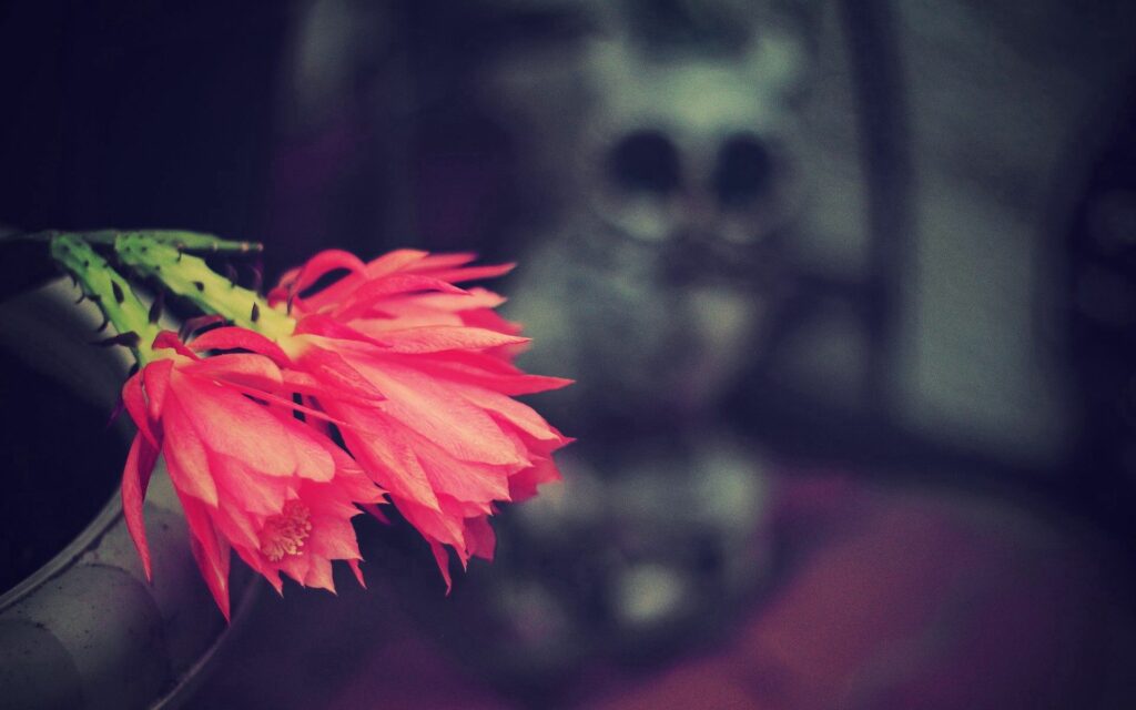 Vibrant Pink Flower Close-Up | Moody Background Wallpaper