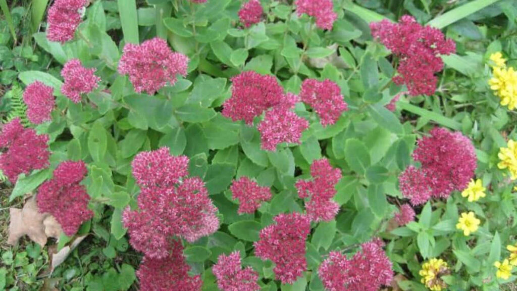 Vibrant Pink Flower Wallpaper: Tranquil Nature Background