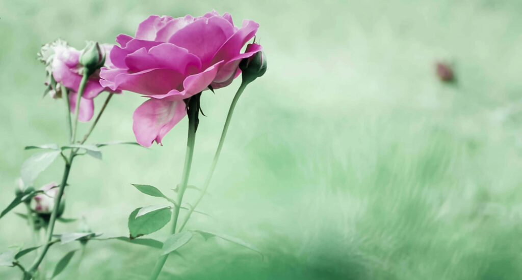 Vibrant Pink Garden Roses on Soft Green Background Wallpaper