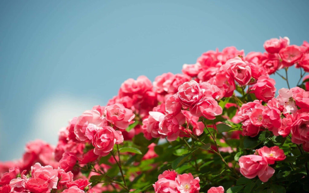 Vibrant Pink Garden Roses in Bloom Against a Clear Blue Sky Wallpaper