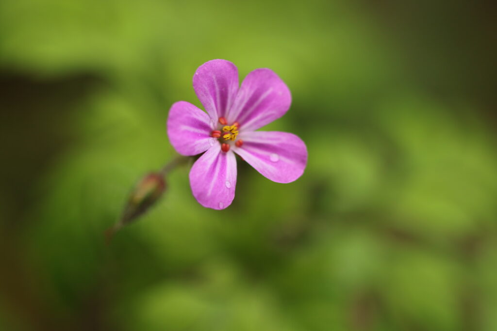 Vibrant Macro Shot of Pink Geranium Flower - Wallpaper Background