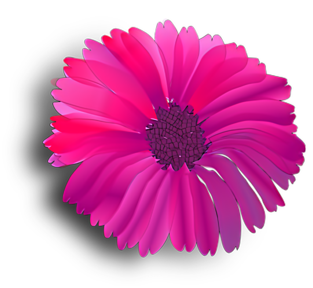 Vibrant Pink Gerbera Daisy on Black Background - Striking PNG Design Wallpaper