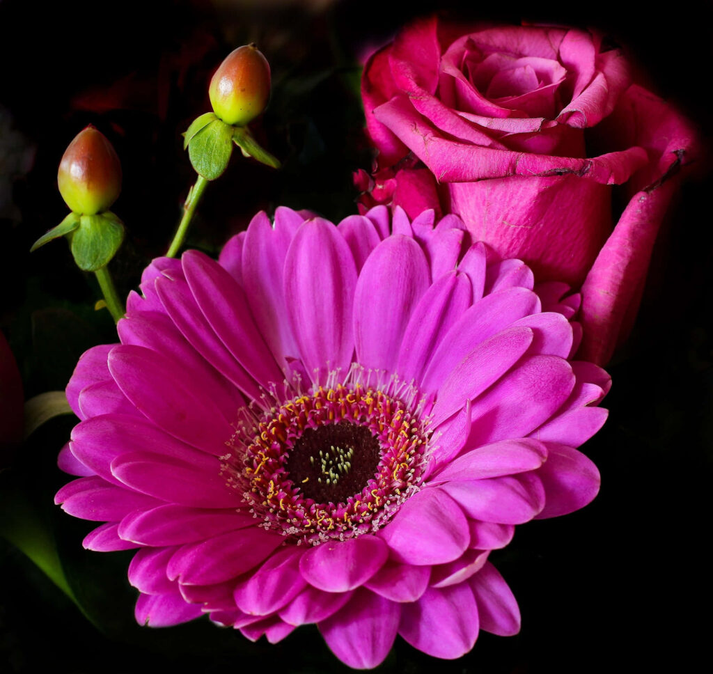Vibrant Pink Gerbera Daisy & Blooming Roses on Dark Background Wallpaper