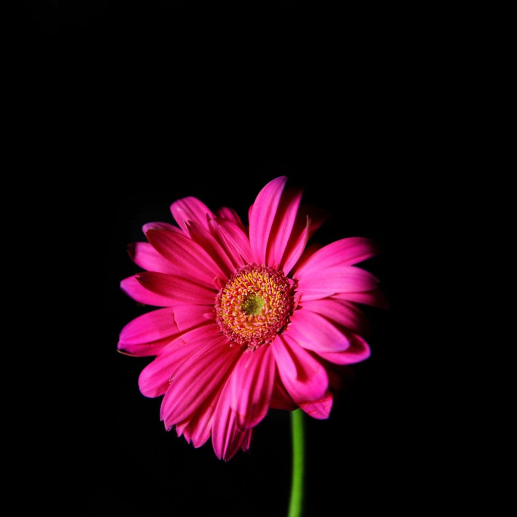 Vibrant pink Gerbera daisy with yellow center on black background modern floral wallpaper