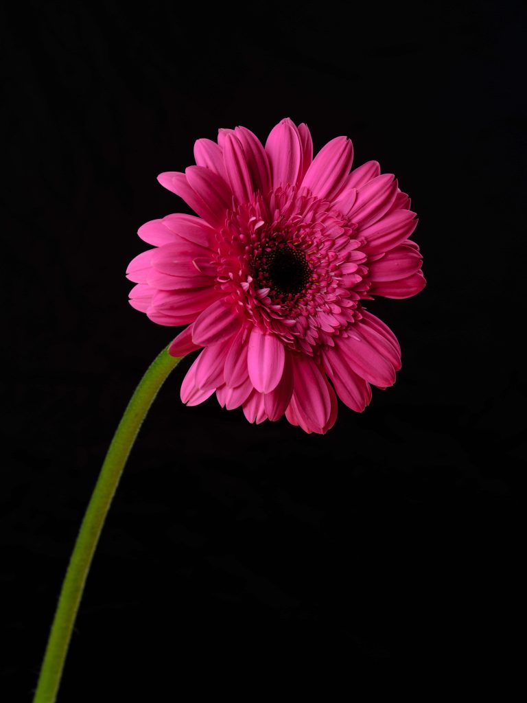 Vibrant pink Gerbera daisy with sharp petals on black background high-resolution floral wallpaper