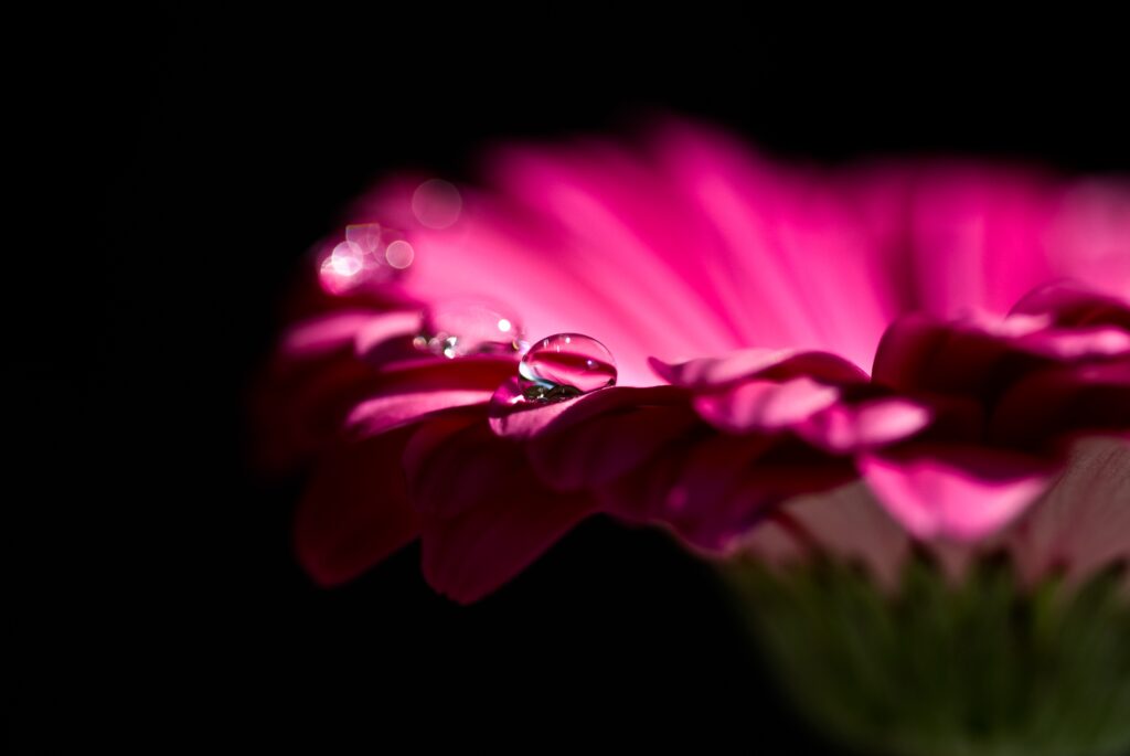 Vibrant Pink Gerbera Flower Close-Up: Water Droplets Wallpaper