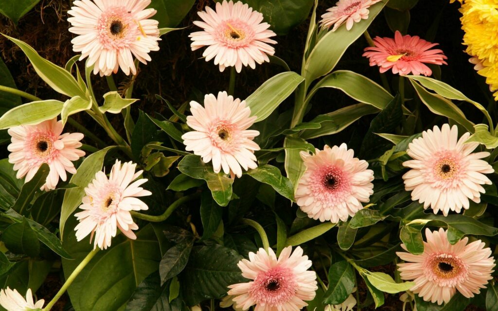 Vibrant Pink Gerbera Flowers and Green Leaves Background Wallpaper