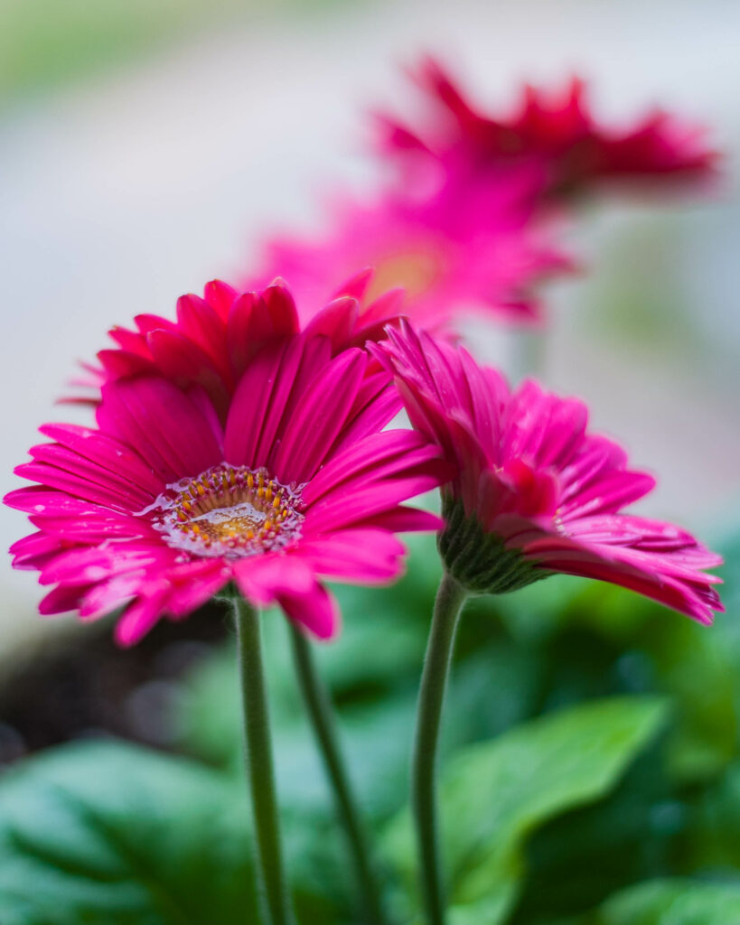 Vibrant Pink Gerbera Flowers with Water Droplets - Fresh Floral Background Wallpaper