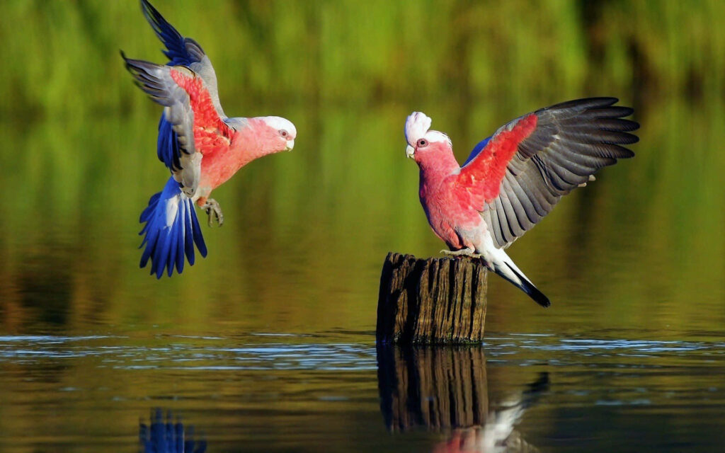 Vibrant Pink & Gray Parrots in Nature - Stunning Wallpaper Background