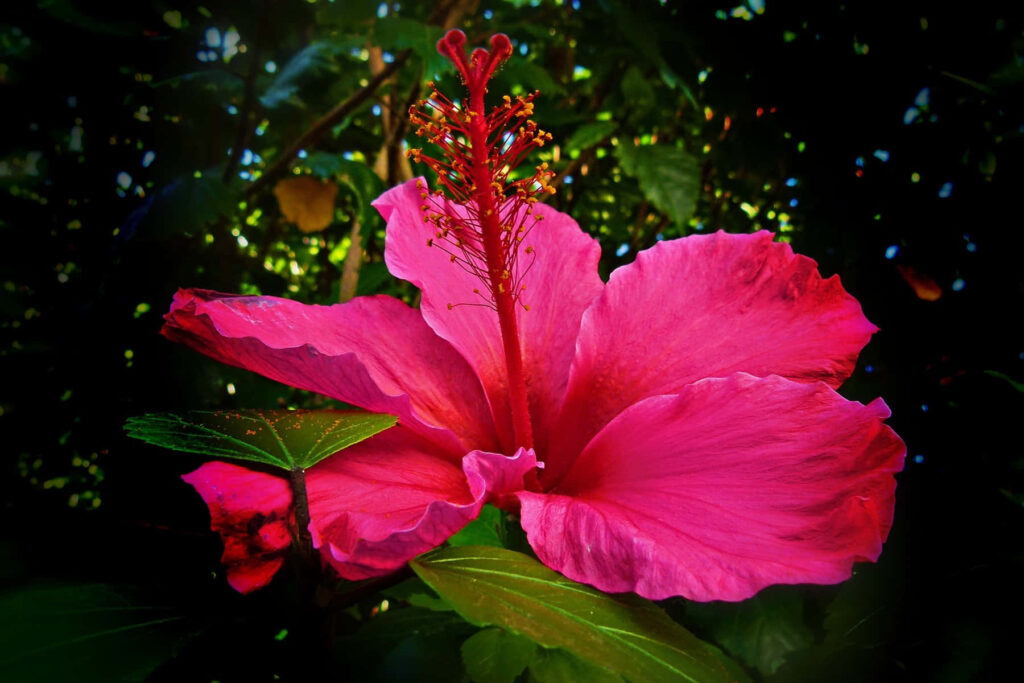 Vibrant Pink Hibiscus Flower Wallpaper Against Lush Green Background