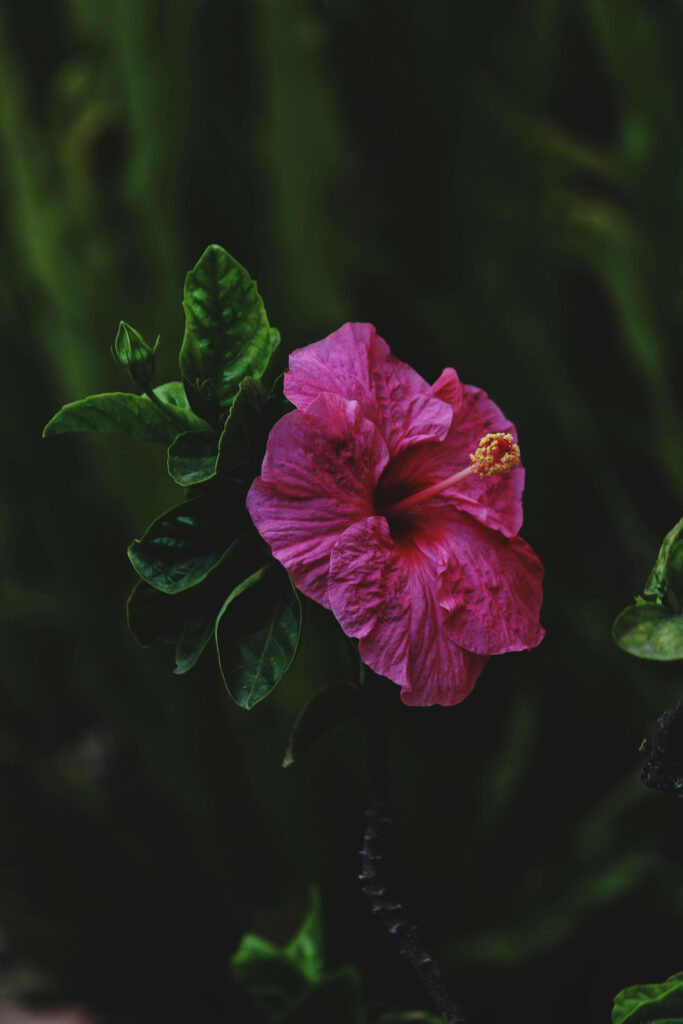 Vibrant Pink Hibiscus: Striking Android Wallpaper Background