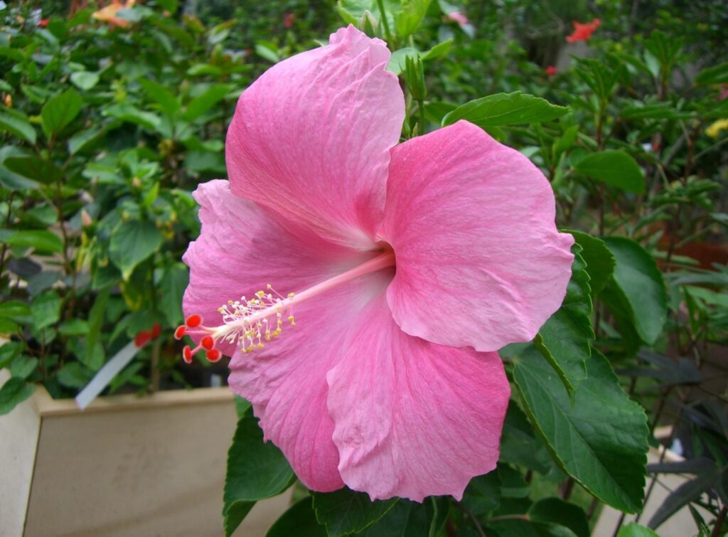 Vibrant Pink Hibiscus Flower Wallpaper on Lush Green Background