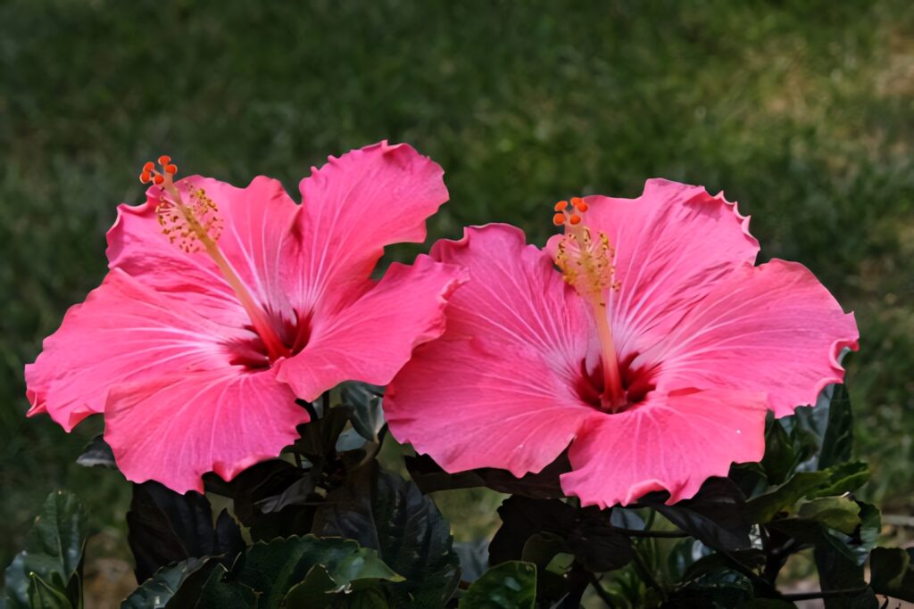 Vibrant Pink Hibiscus Flowers on Lush Green Background Wallpaper