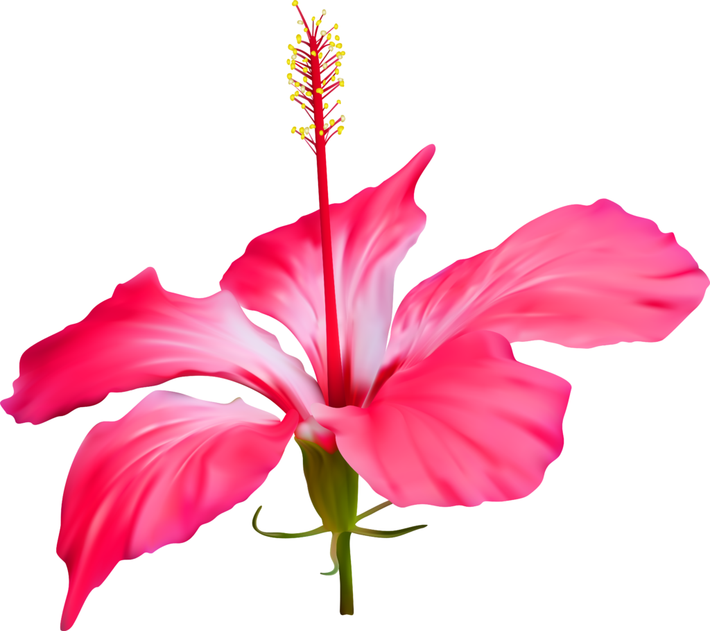 Vibrant Pink Hibiscus Flower on Transparent Background Wallpaper