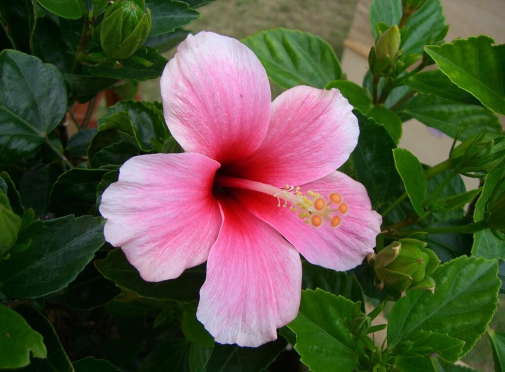 Vibrant Pink Hibiscus Flower Wallpaper with Lush Green Background