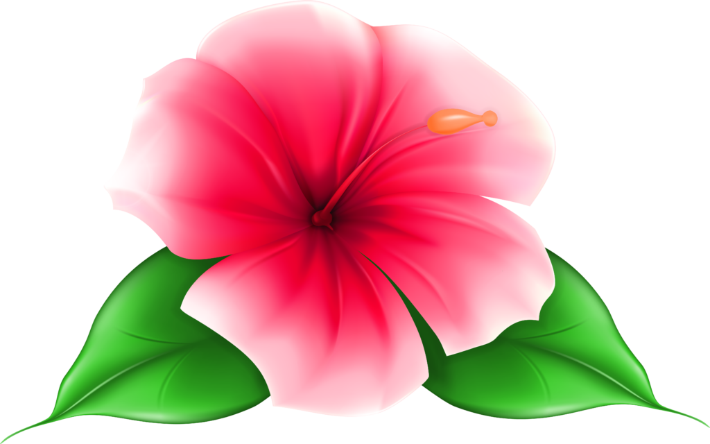 Tropical Pink Hibiscus Wallpaper with Lush Green Leaves Background