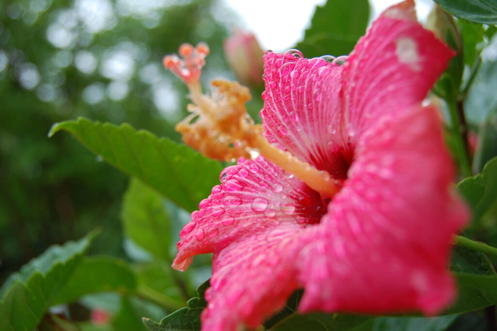 Vibrant Pink Hibiscus with Water Droplets on Green Background Wallpaper