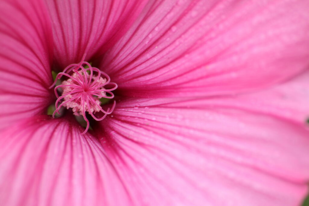 Vibrant Macro Pink Hibiscus Flower - Intricate Petals Wallpaper