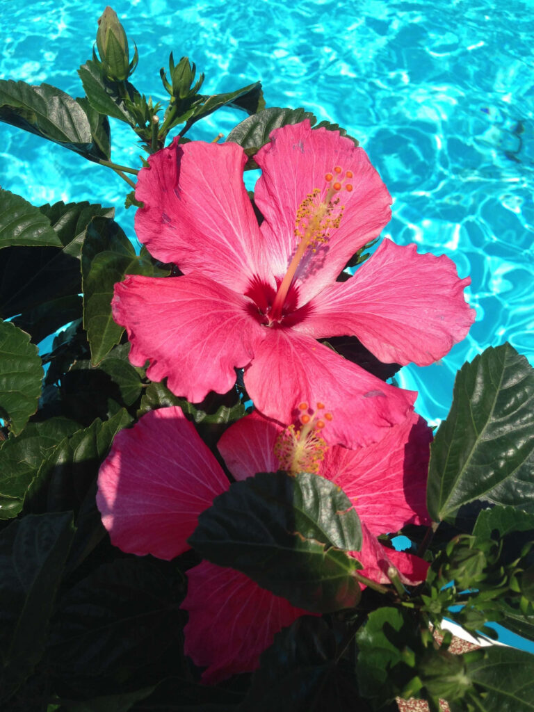 Tropical Pink Hibiscus Wallpaper with Lush Green Leaves & Blue Pool