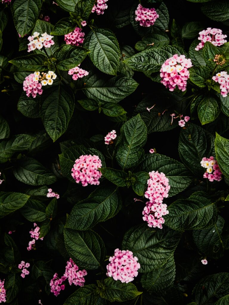 Vibrant Pink Hydrangeas Amid Lush Green Foliage - Serene Background Wallpaper