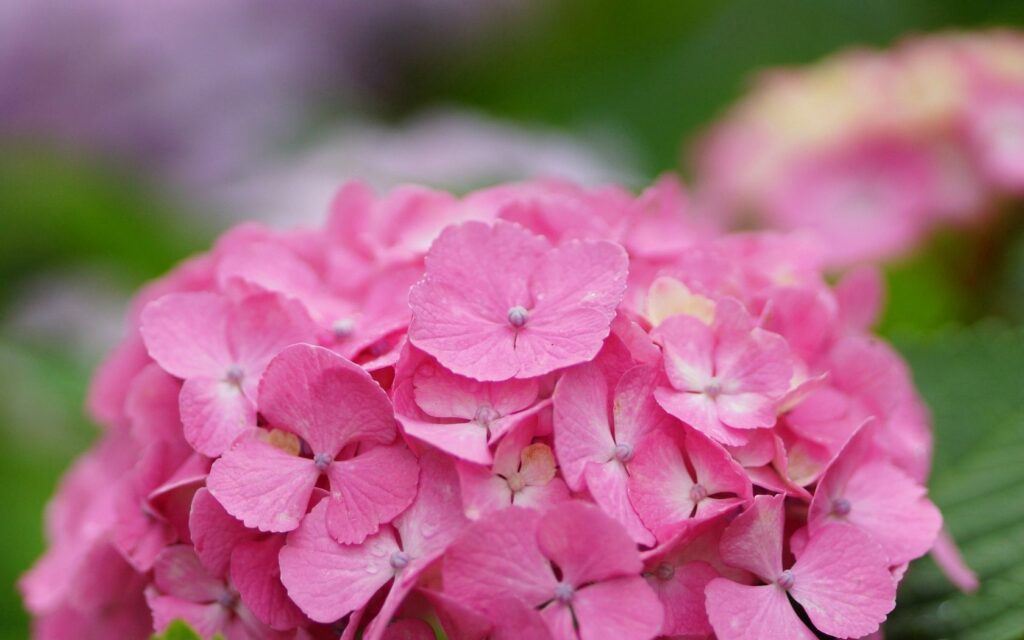 Beautiful Pink Hydrangea Close-Up: Dewy Petals Wallpaper Background
