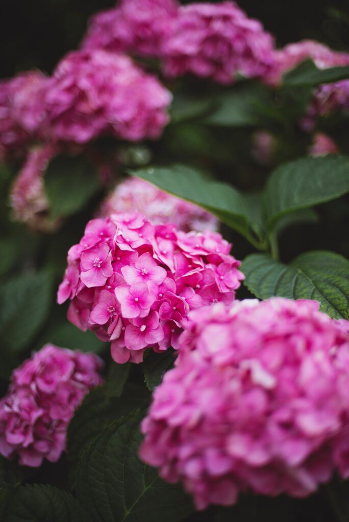 Vibrant Pink Hydrangea Wallpaper with Lush Green Leaves