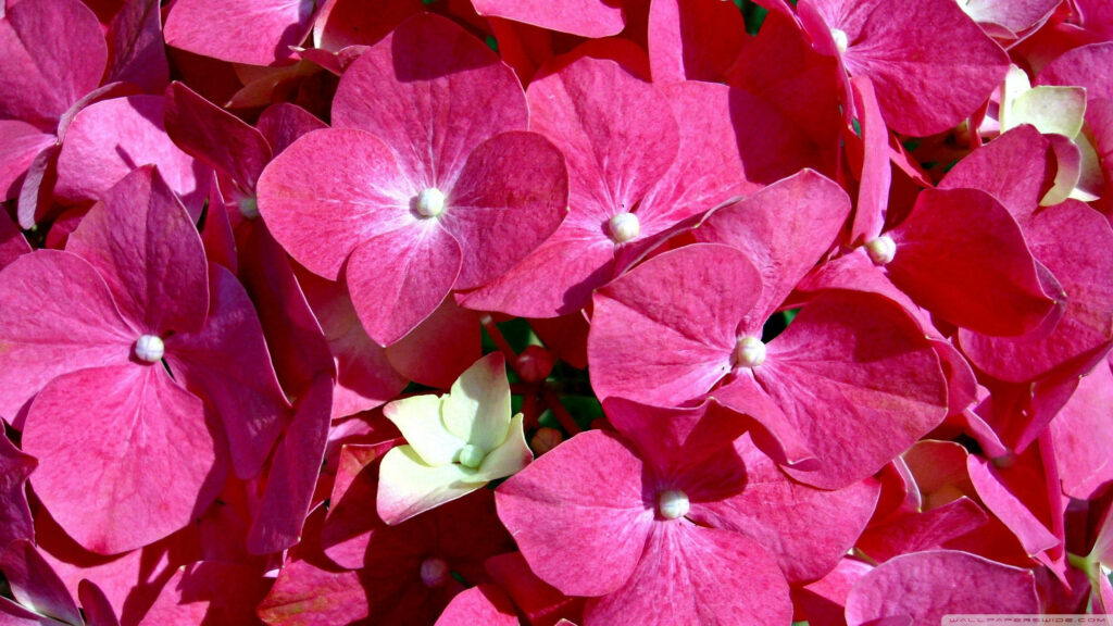 Vibrant Pink Hydrangea Wallpaper - Lush Floral Close-Up Background