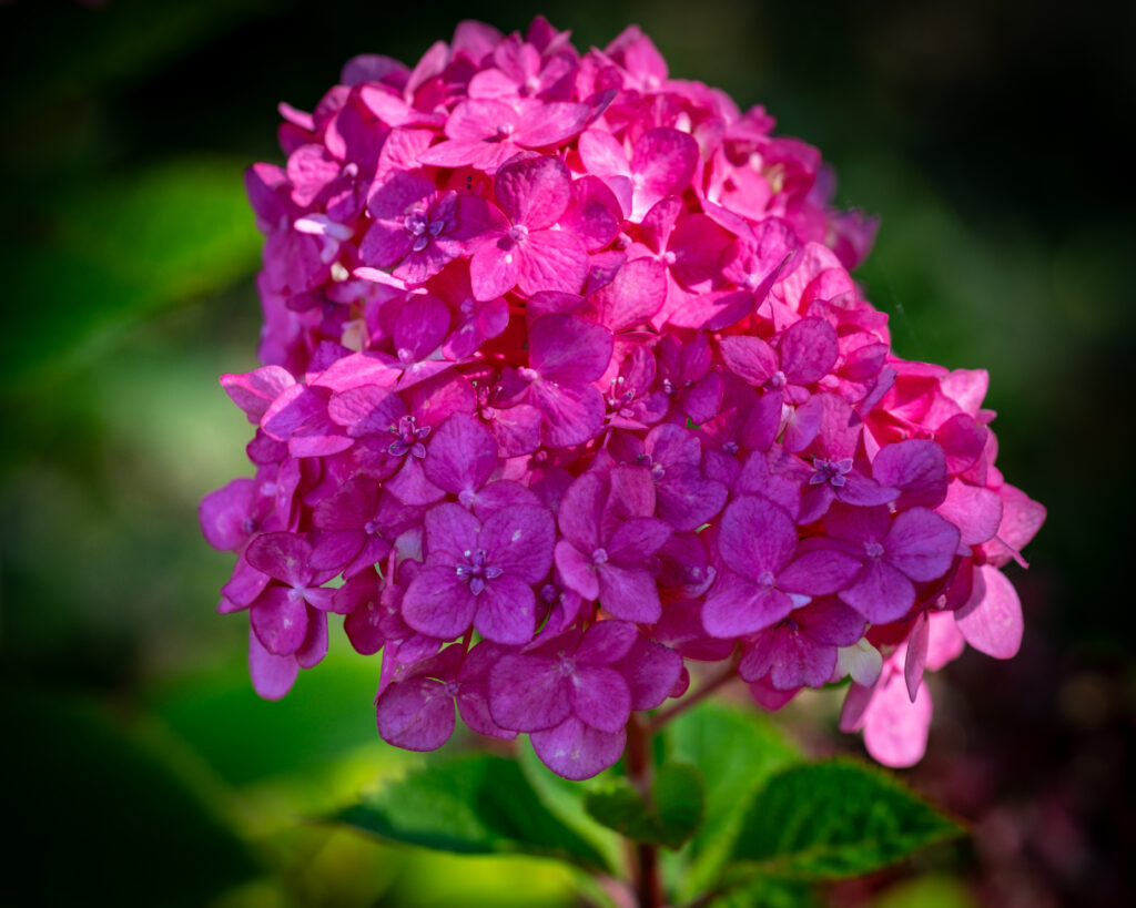 Vibrant Pink Hydrangea Wallpaper on Lush Green Background