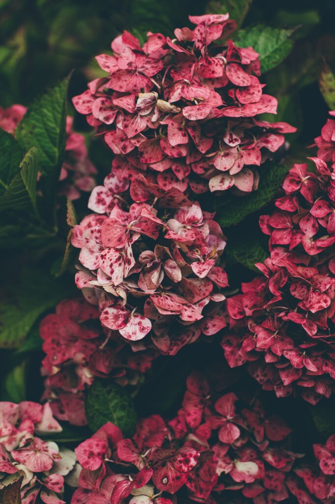 Vibrant Pink Hydrangeas Wallpaper with Lush Green Background