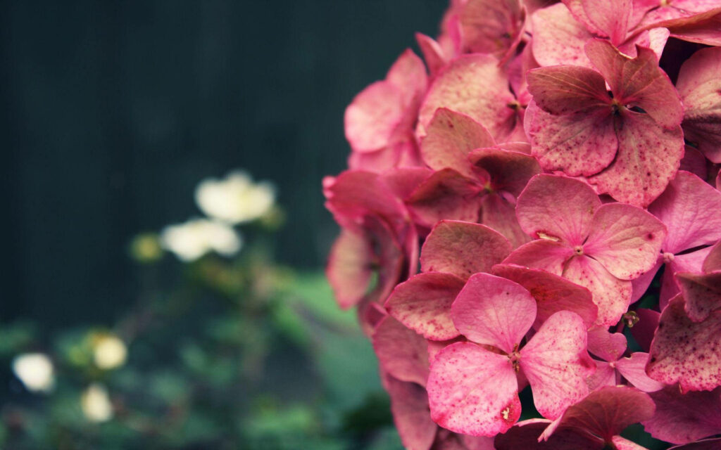 Close-Up Pink Hydrangeas Wallpaper - Vibrant Floral Background