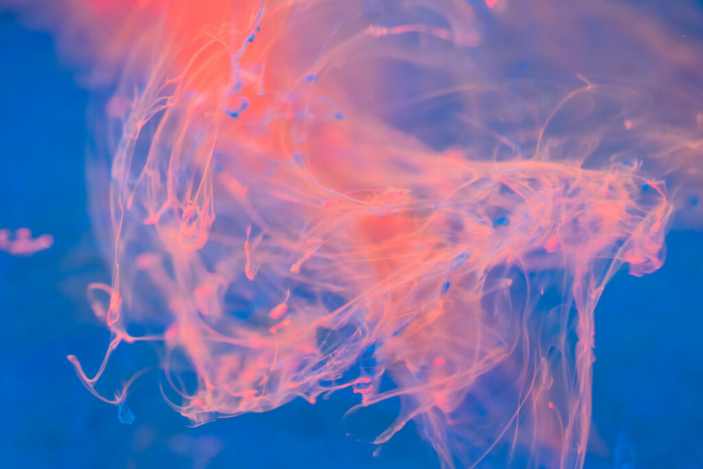Vibrant Burst of Pink Ink on a Mesmerizing Blue HD Backdrop Wallpaper
